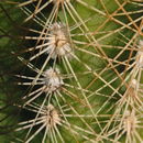 Image of Bailey's hedgehog cactus