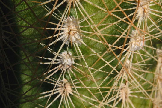 Image of Echinocereus reichenbachii var. baileyi (Rose) N. P. Taylor