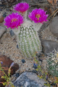 Image of <i>Echinocereus reichenbachii</i> var. <i>fitchii</i>