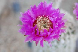 Plancia ëd <i>Echinocereus reichenbachii</i> var. <i>fitchii</i>