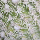 Image of <i>Echinocereus reichenbachii</i> var. <i>fitchii</i>