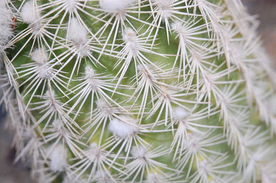 Image of Fitch's hedgehog cactus