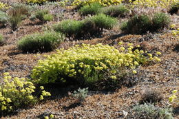 Image of sulphur-flower buckwheat