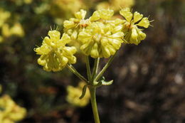 Image of sulphur-flower buckwheat