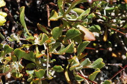 Image of sulphur-flower buckwheat