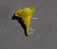 Image of sulphur-flower buckwheat