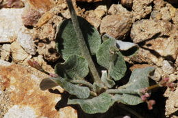 Image of wickerstem buckwheat