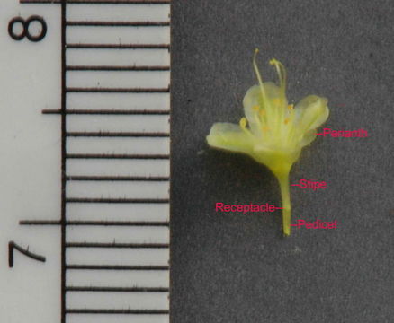 Image of sulphur-flower buckwheat