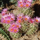 Image of Pincushion Cactus