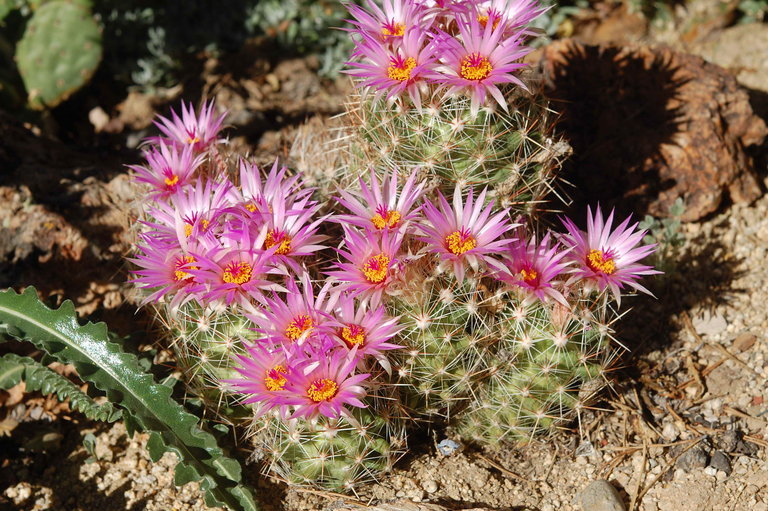 Image of Pincushion Cactus