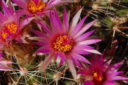 Image of Pincushion Cactus