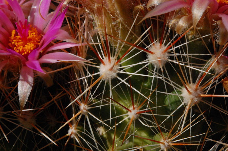 Image of Pincushion Cactus