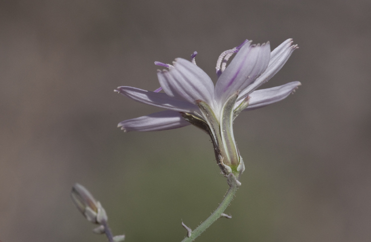 Sivun Stephanomeria exigua Nutt. kuva