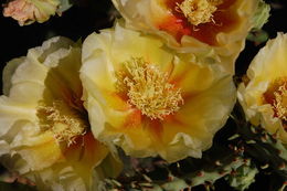 Image of Eastern Prickly Pear