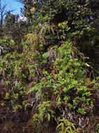 Plancia ëd Vaccinium calycinum Sm.