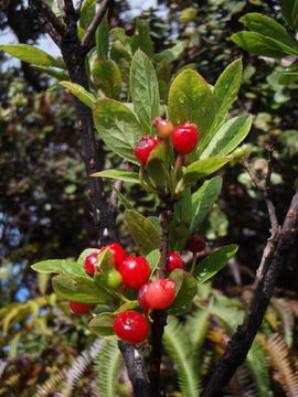 Image of Ohelo Kau La'au