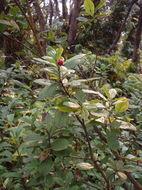 Plancia ëd Vaccinium calycinum Sm.