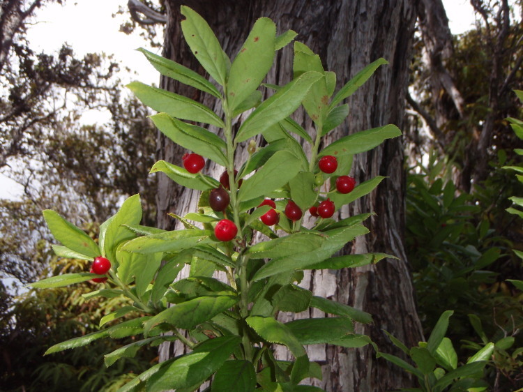 Plancia ëd Vaccinium calycinum Sm.