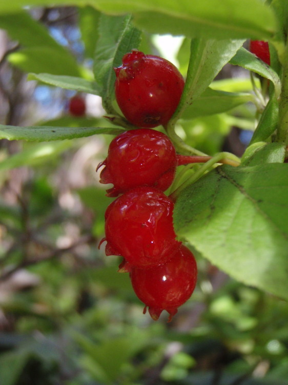 Plancia ëd Vaccinium calycinum Sm.