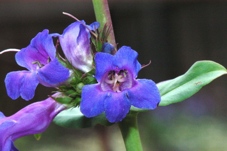 Imagem de Penstemon cyananthus Hook.