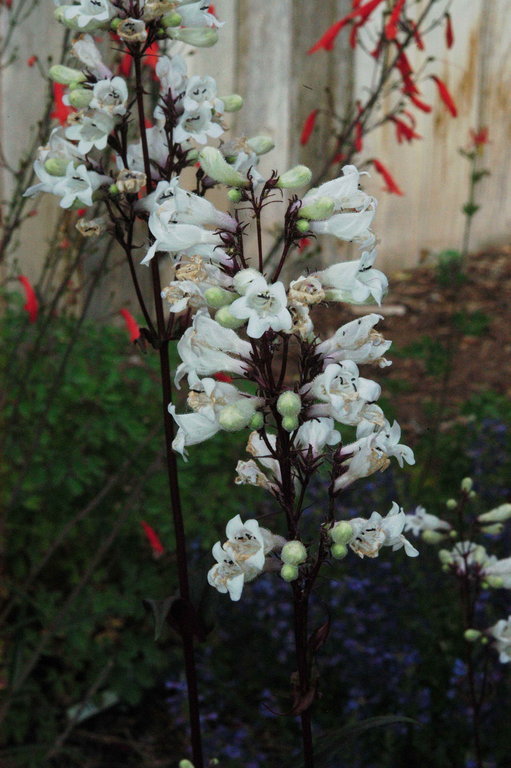 Image of talus slope penstemon