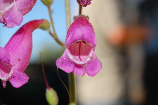 Image of Austin's beardtongue