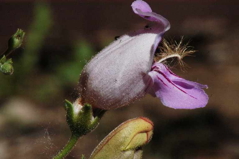 Image de Penstemon grinnellii subsp. scrophularioides (M. E. Jones) Munz