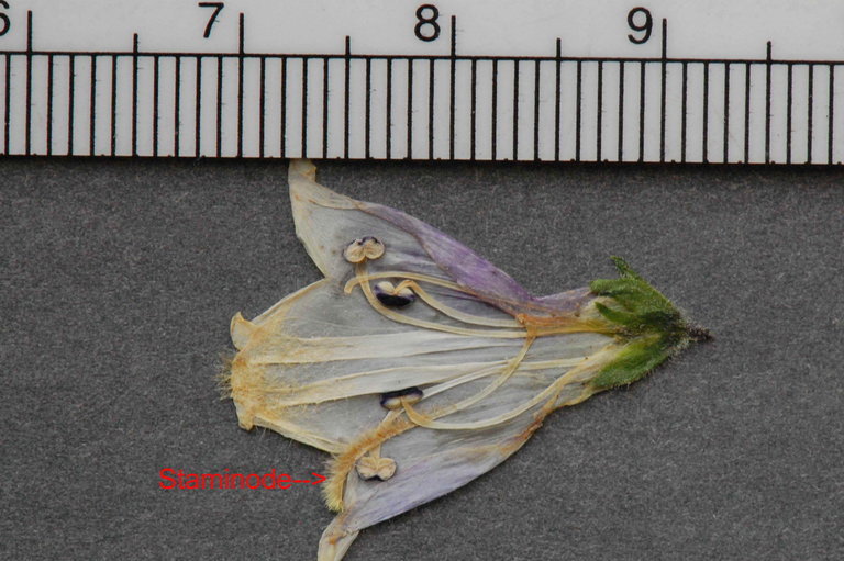 Image de Penstemon hirsutus (L.) Willd.