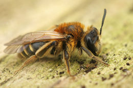 Image de Andrena gravida Imhoff 1832