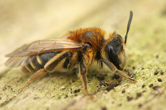 Image of Andrena gravida Imhoff 1832