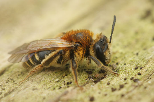 Image of Andrena gravida Imhoff 1832