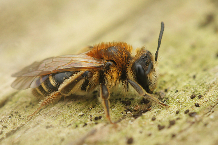 Image de Andrena gravida Imhoff 1832