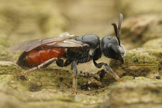 Image of Sphecodes Latreille 1804