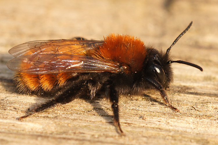 Image of Tawny Mining Bee