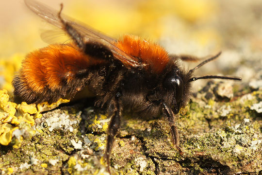 Image de Andrena fulva (Müller 1766)