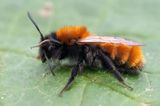 Image of Tawny Mining Bee