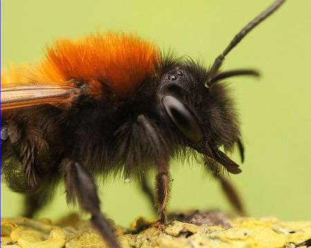 Image of Tawny Mining Bee