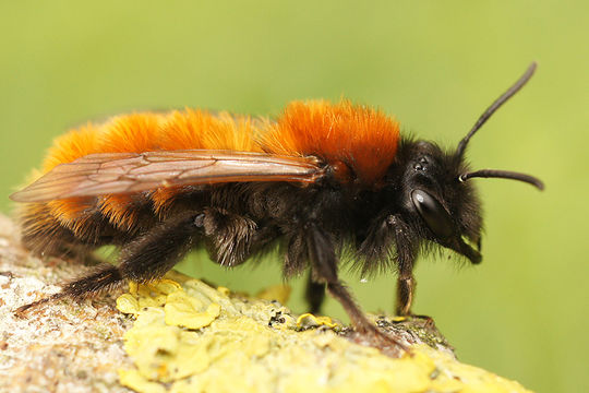 Andrena fulva (Müller 1766) resmi