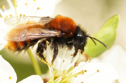 Image of Tawny Mining Bee