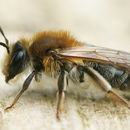 Andrena helvola (Linnaeus 1758)的圖片