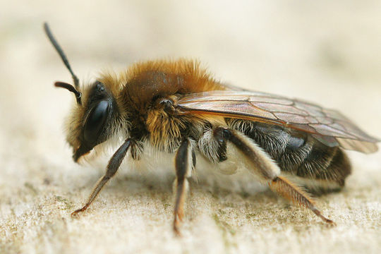 Image de Andrena helvola (Linnaeus 1758)