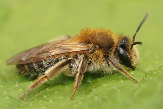 Image of Andrena helvola (Linnaeus 1758)