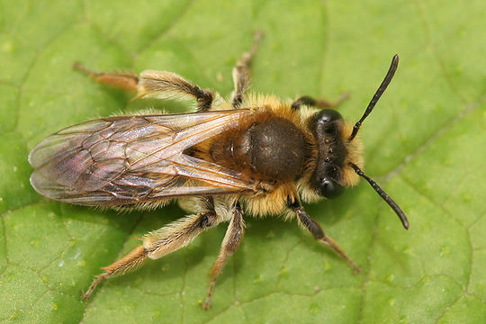 Image of Andrena helvola (Linnaeus 1758)