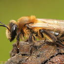 Andrena carantonica Pérez 1902 resmi