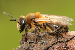 Andrena carantonica Pérez 1902 resmi