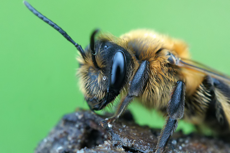 Andrena carantonica Pérez 1902 resmi