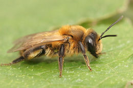 Andrena carantonica Pérez 1902 resmi