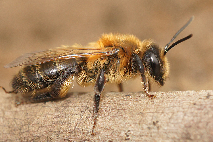 Andrena carantonica Pérez 1902 resmi