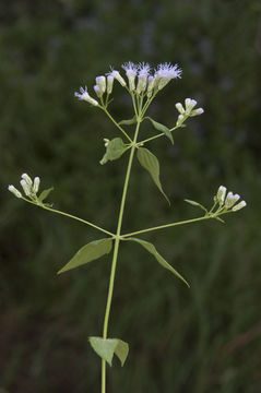 Image of Jack in the bush