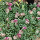 صورة Trifolium andersonii subsp. beatleyae J. M. Gillett